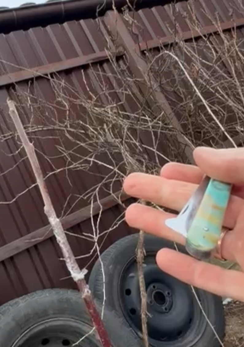 Самый хороший и удобный прививочный нож 