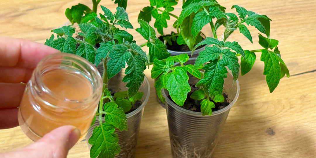 2 капли — и рассада перестаёт вытягиваться уже через 3 дня! Простой аптечный секрет крепких растений