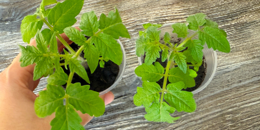 Поливаю этим раз в 5 дней — и рассада растёт как на дрожжах! Старый дачный способ