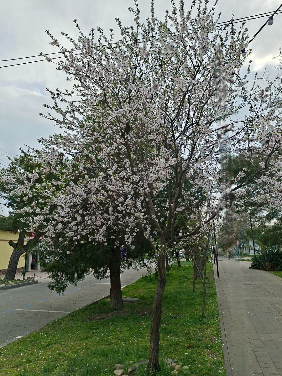 При чём тут дерево? Оно просто повышает настроение, а значит иммунитет и работоспособность))