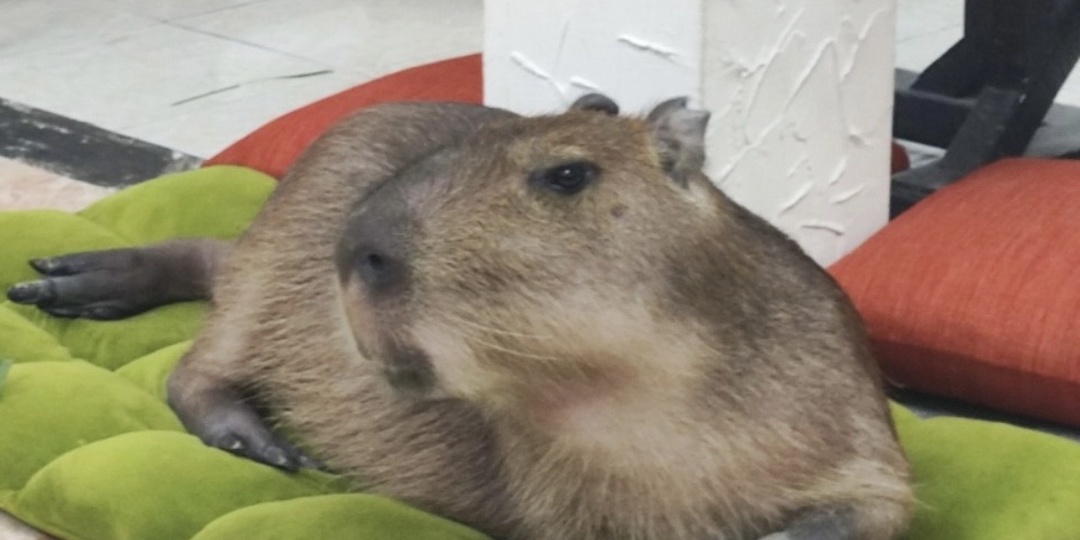 Кофе в компании капибар в Нячанге