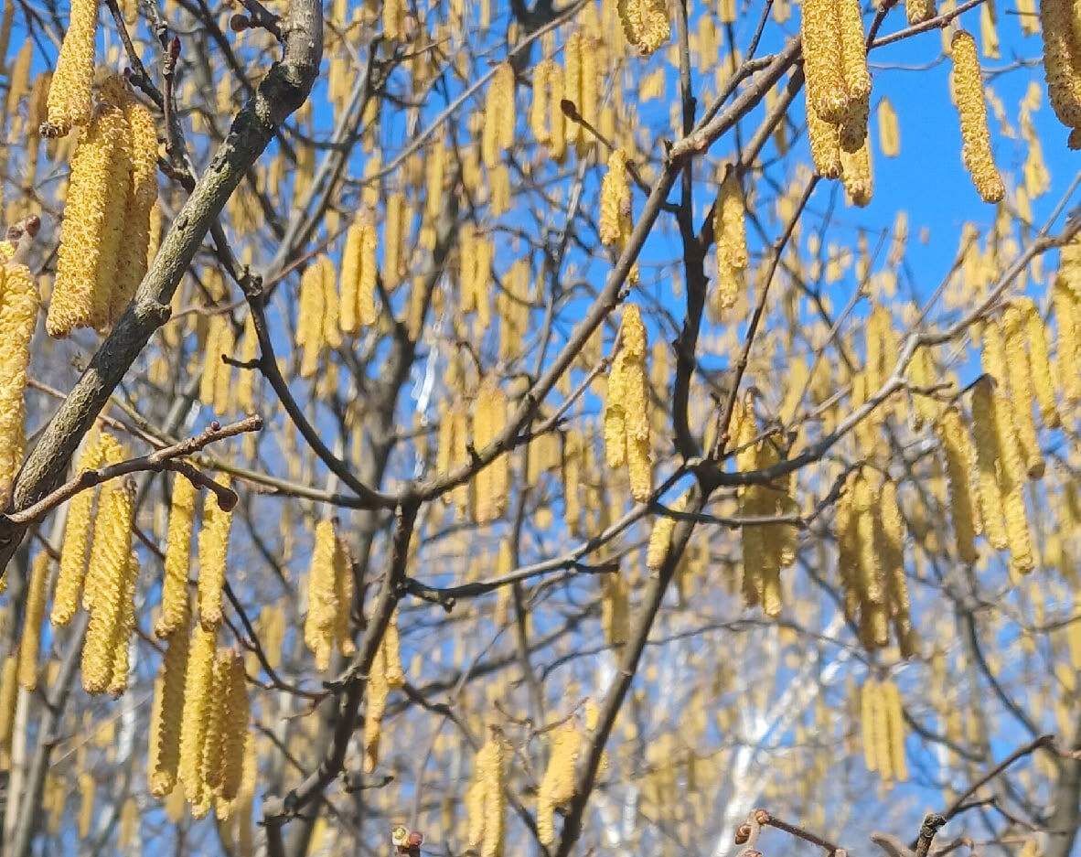 Орешник цветёт