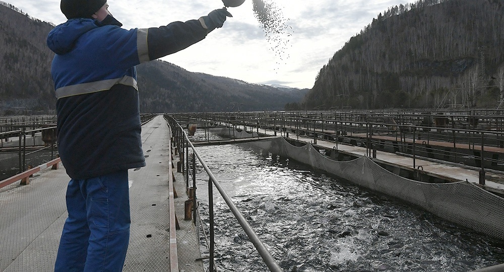 Россия почти заместила импорт кормов для рыбы