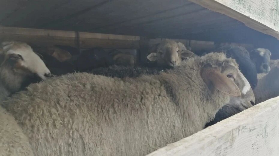 В Воронежской области задержали 150 овец из Дагестана без документов