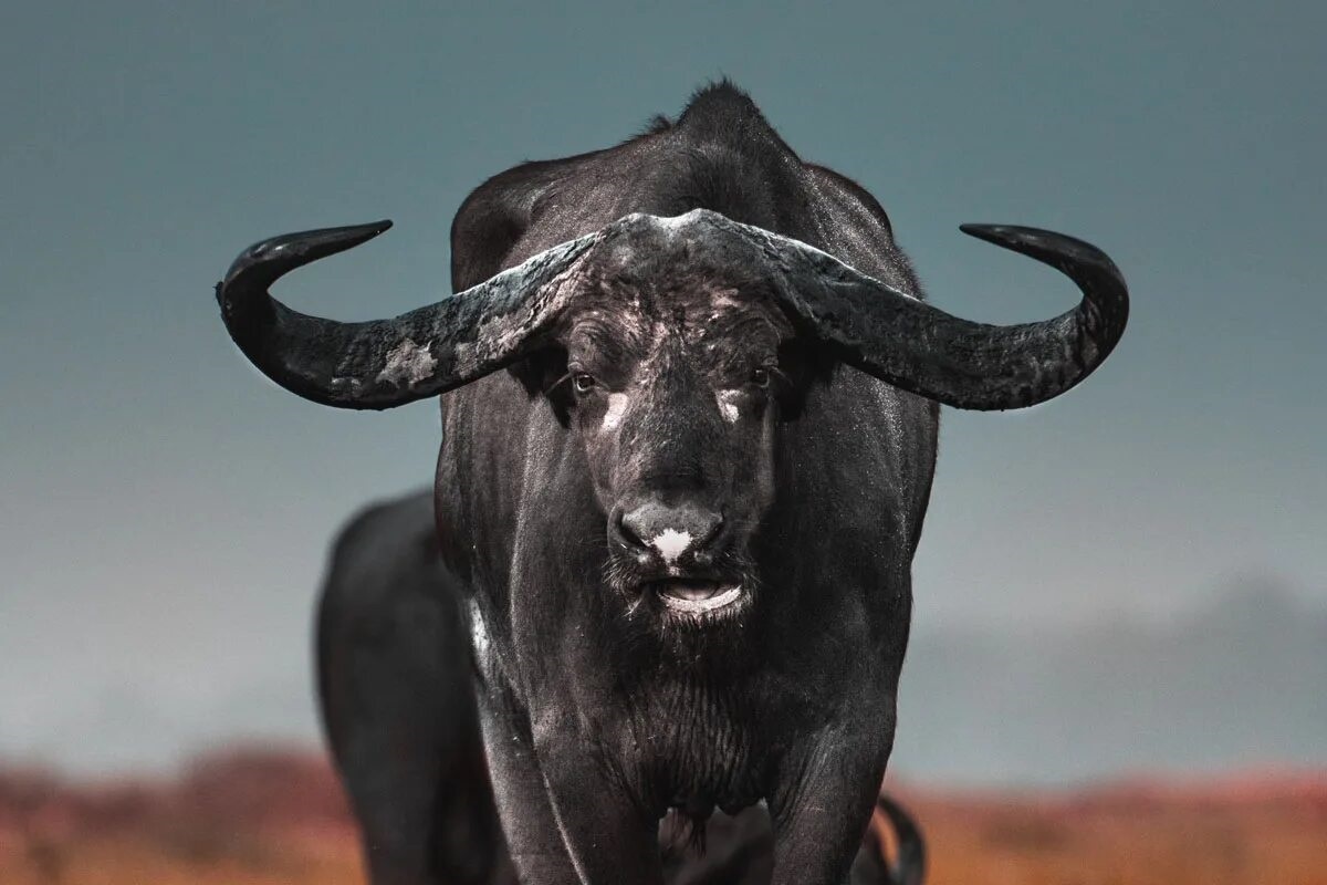 Фото с сайта: https://breeds.okstate.edu/other-breeds-of-livestock/?Forwarded=afs.okstate.edu/breeds/other/template12/logoDASNRsmall.png