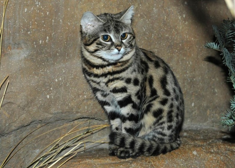 Изображение взято с сайта https://koshka.top/12655-muravinyj-tigr.html