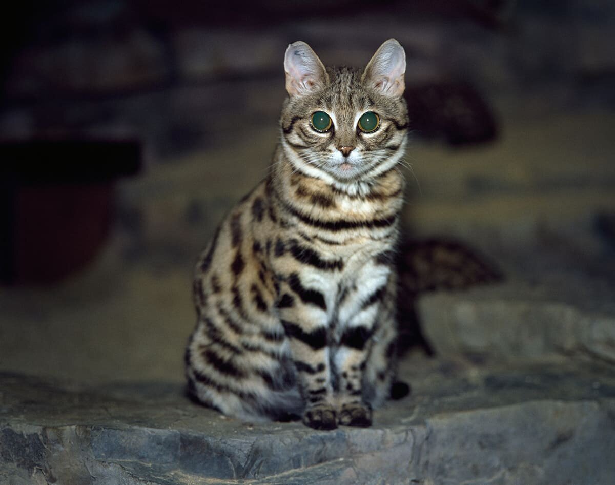 Изображение взято с сайта https://koshka.top/12655-muravinyj-tigr.html