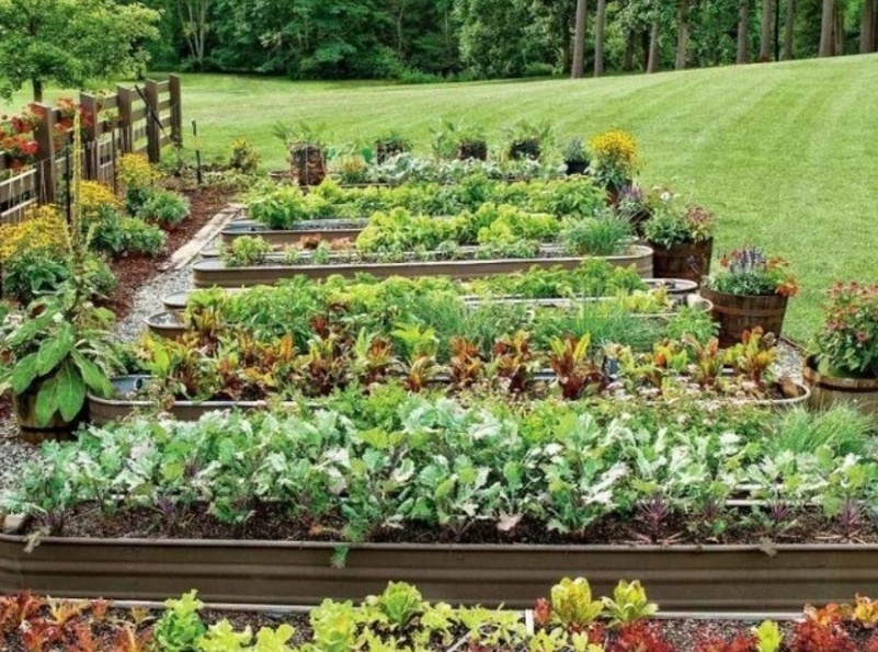 Как навсегда избавиться от тли и муравьев без химии: настоящая победа на участке