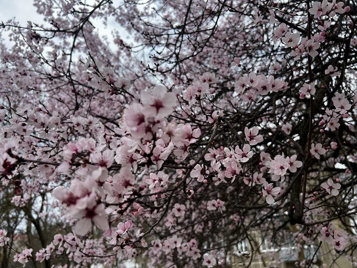 Цветущее дерево