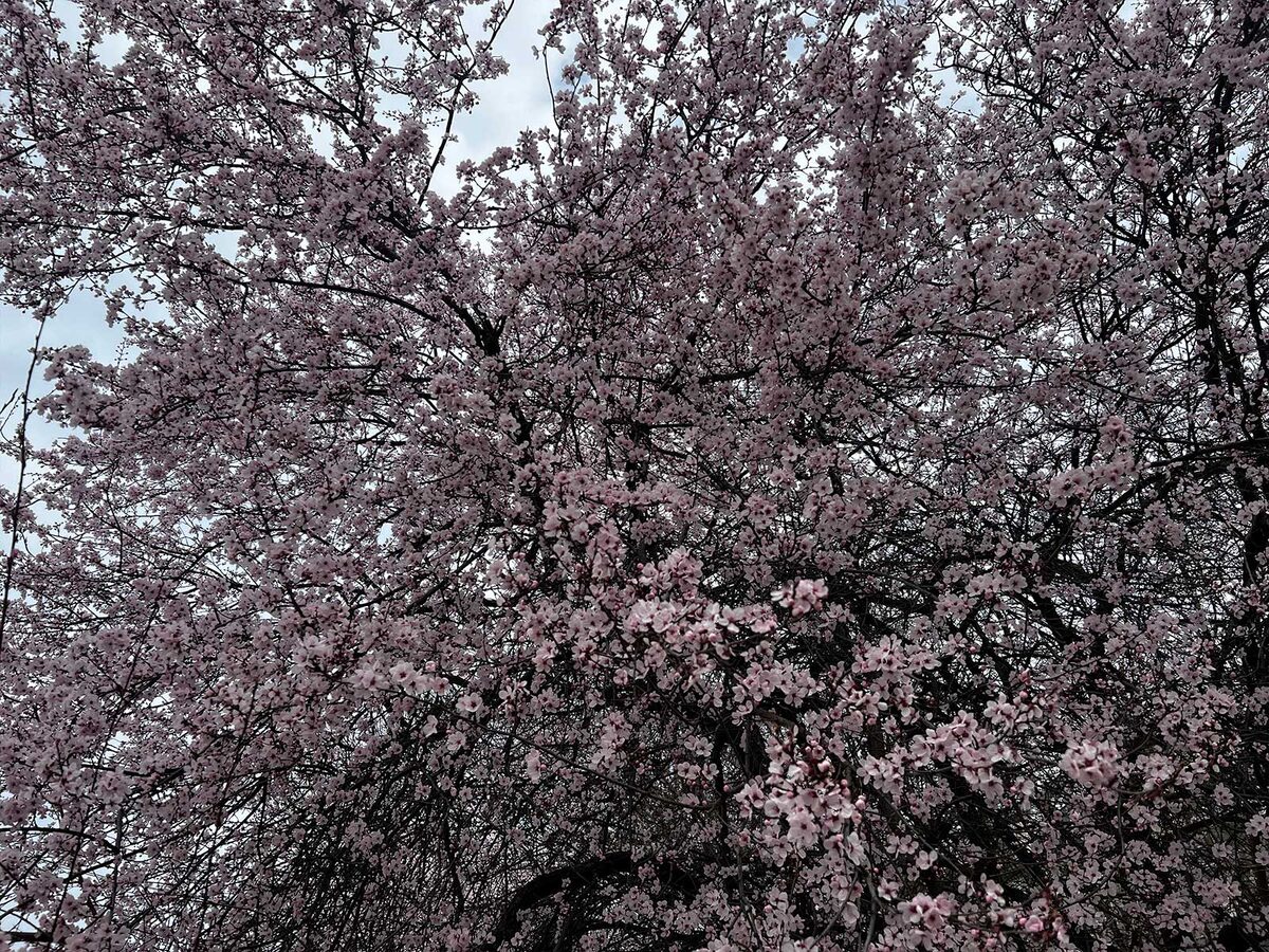 Цветущее дерево