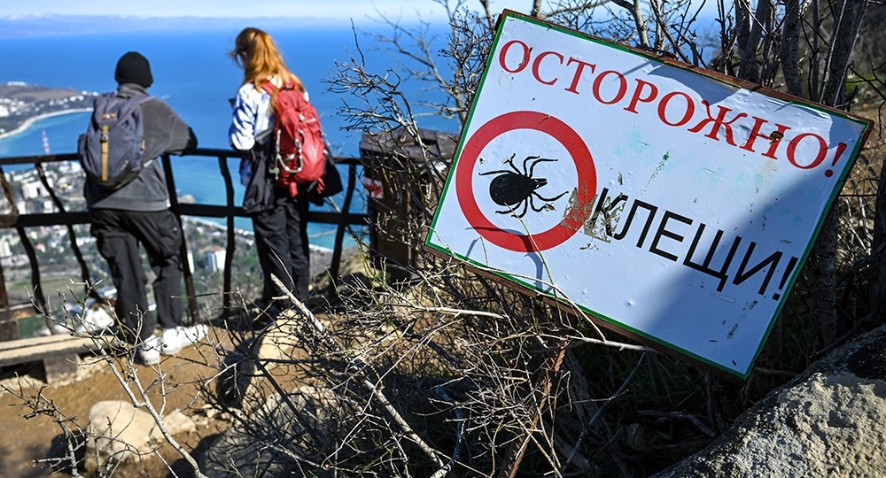 На юге России появились клещи-бегуны Hyalomma. Правда ли, что это опасные мутанты?