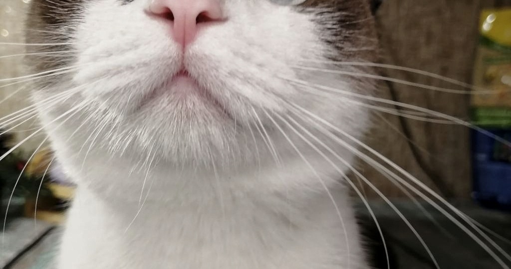 Ждёт ли вас котик с работы?