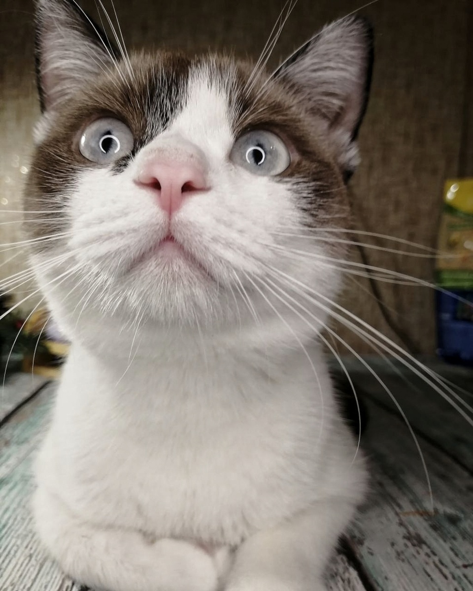 Зайчик наш😻