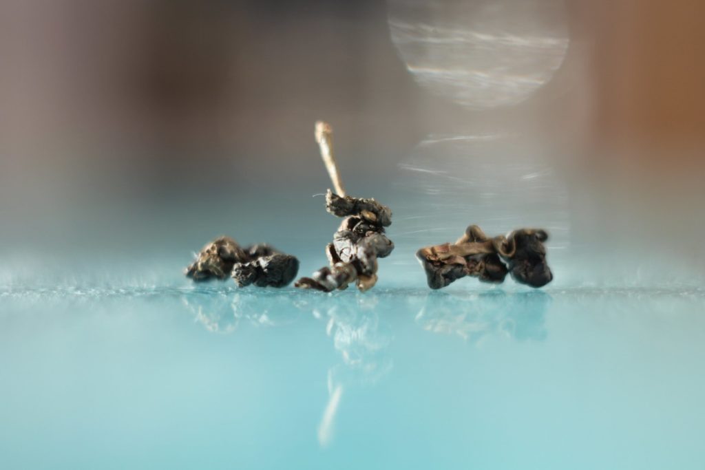 Высокогорный среднеферментированный прожаренный улун Те Гуаньинь полусферической скрутки из сада Ауанда (уезд Наньтоу, Тайвань). © Ольга Никандрова