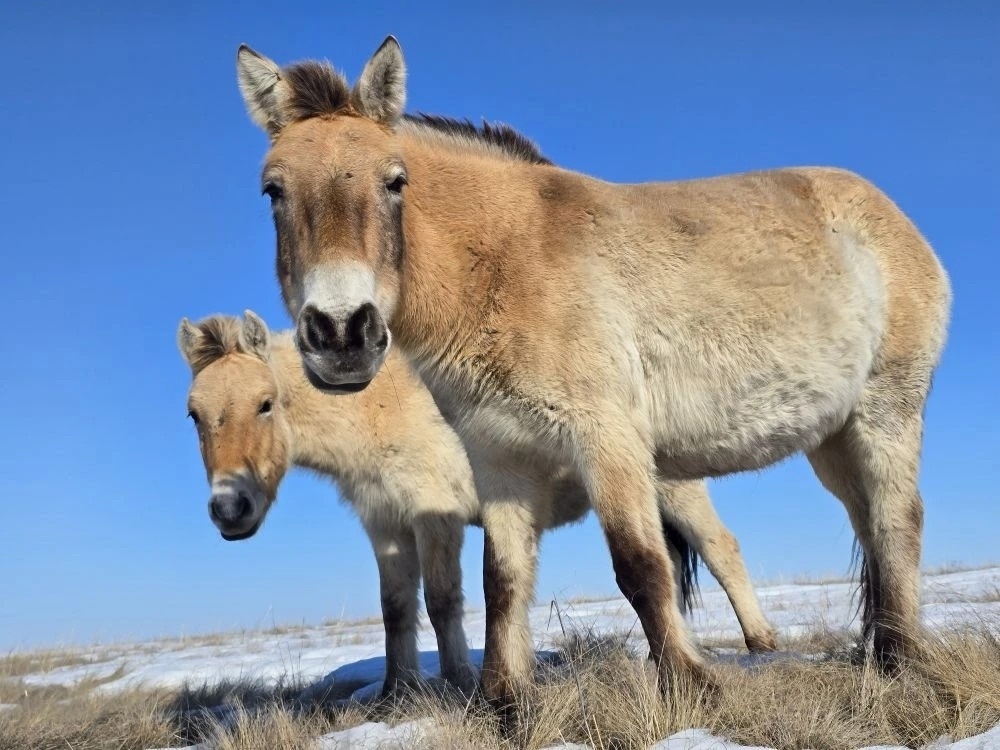    Зима в Оренбургской области позади — проснулись лошади Пржевальского