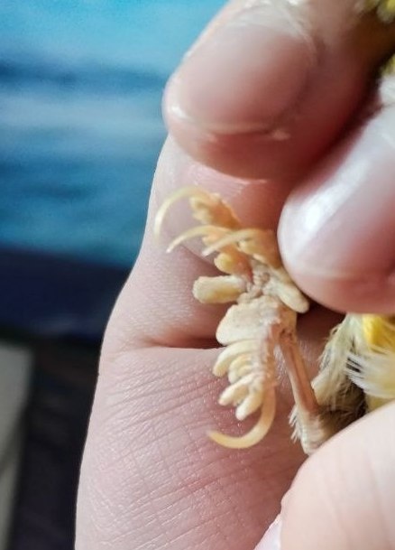 наросты на лапах канарейки это папилломы.