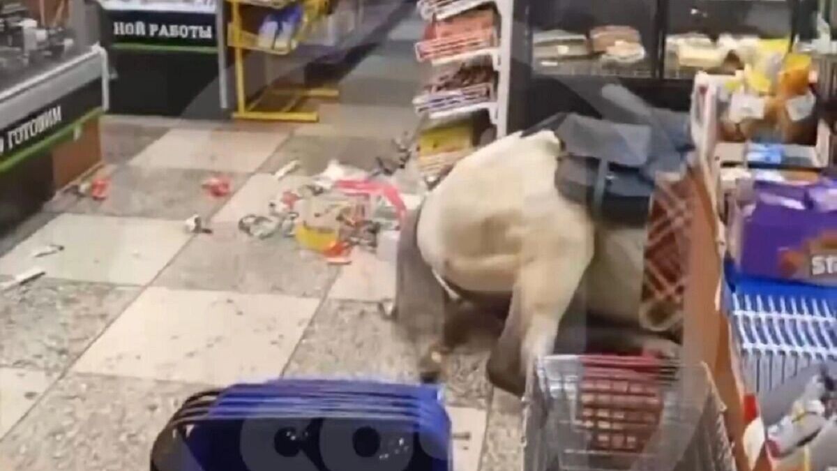   Кадр видео Telegram-канал «ЧП Сочи»