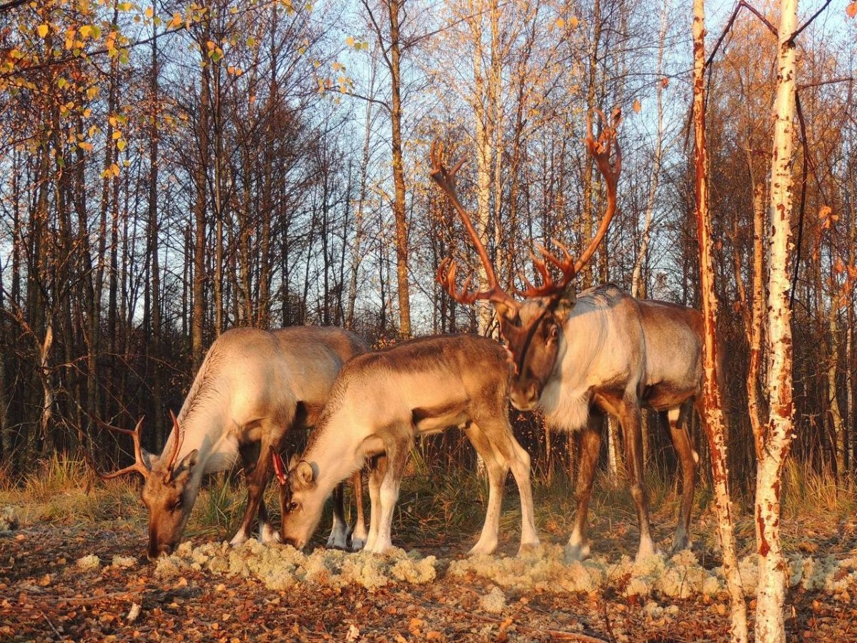    С 2014 года популяцию лесного северного оленя в регионе активно восстанавливают