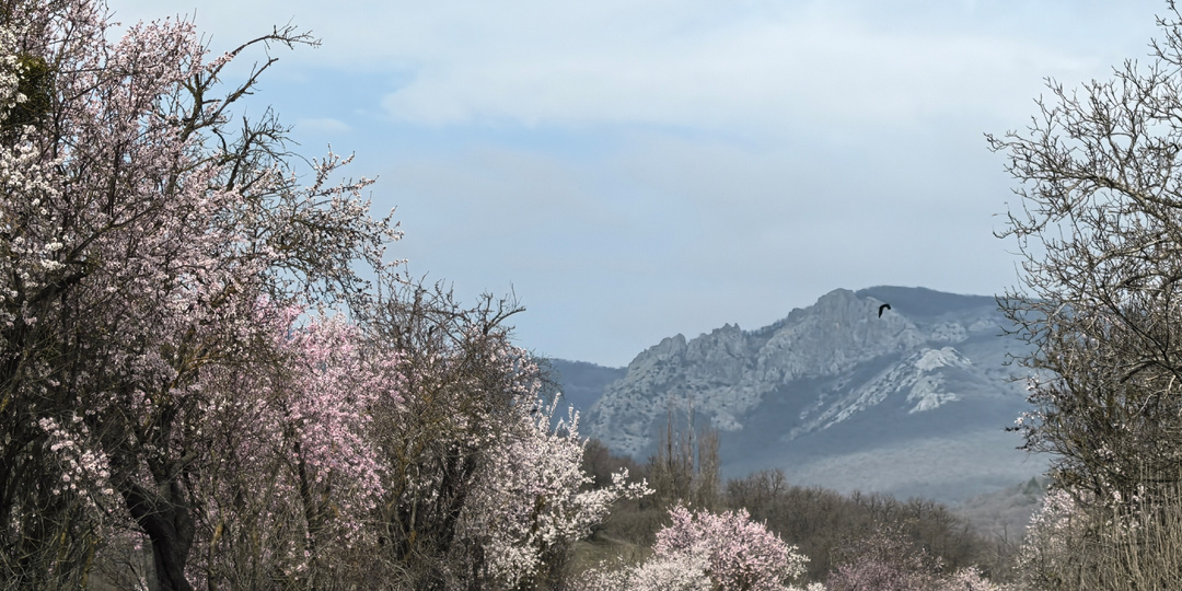 50 оттенков розового