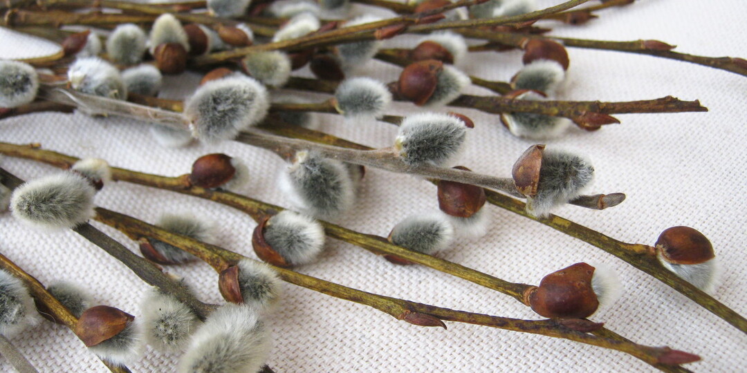 Традиции Вербного воскресенья