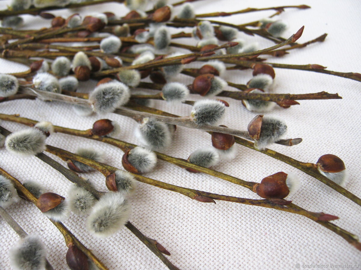 Фото из свободного доступа