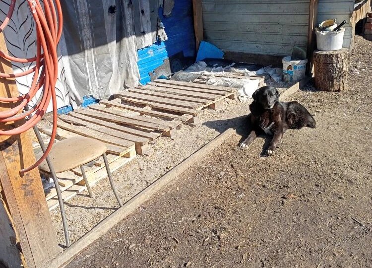 🆘🆘🆘 ГОЛОД пришел в приют, где живет 1500 пушистых жителей 🆘🆘🆘