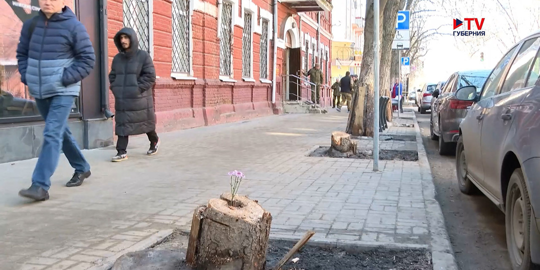 Почему спилили каштаны на «парижской» улице в Воронеже?