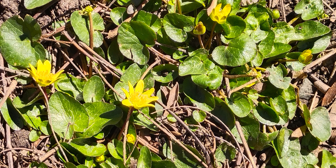 А вы пекли весенних жаворонков?