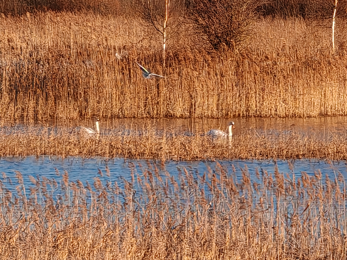 Чайки нападают на лебедей, отгоняют их от своих гнёзд