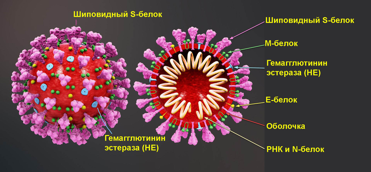 Слева 3D-модель коронавируса SARS-COV-2 , справа его разрез. Обращает внимание шиповидный S-белок, который случит основным инструментом для проникновения в клетку "хозяина". В центре на разрезе видна РНК вируса - целевой объект для внедрения