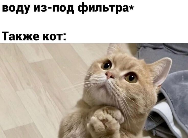 Прикольные мемы с котиками