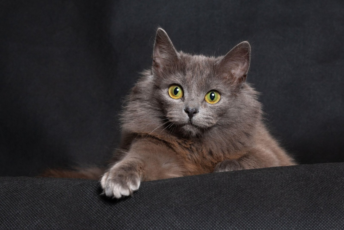    УЗИ надпочечников часто проводят одновременно с обзорным исследованием брюшной полости