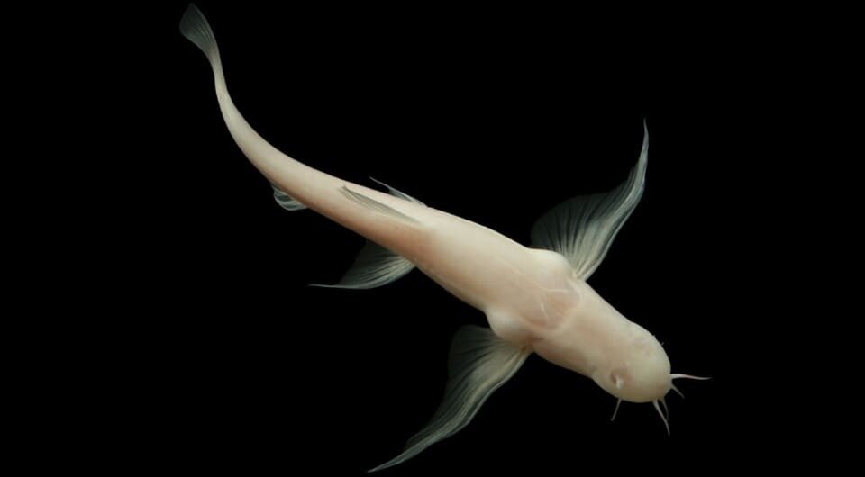   Hongfu Yang / SHOAL New Species 2025