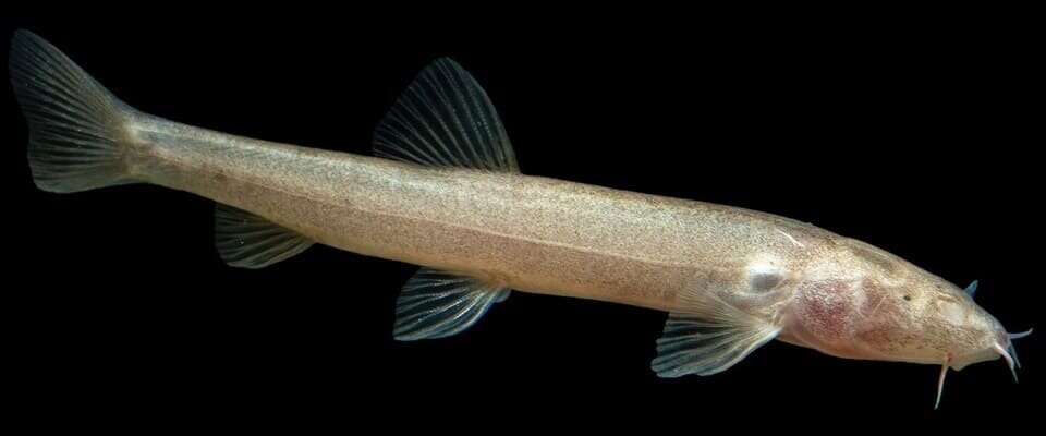   Jia-Jun Zhou et al. / Zoosystematics and Evolution, 2025