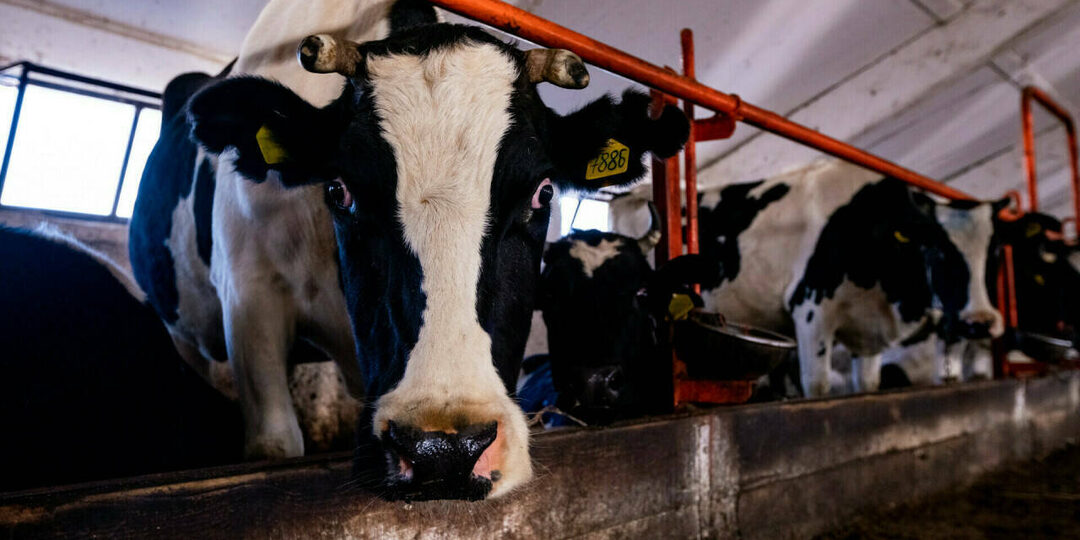 В Татарстане усилены меры защиты из-за распространения болезней животных в регионах