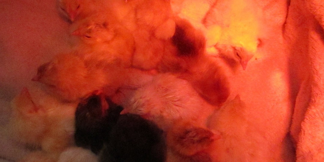 Золотистая колыбель: Волшебный сон первых малышей