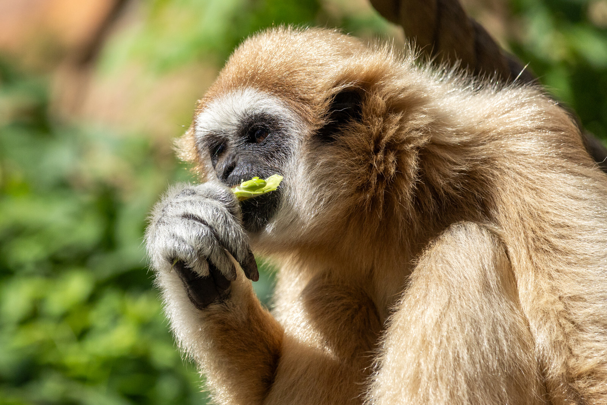 Фото: Олег Золото 