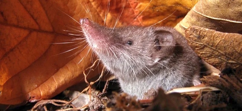 Изьбражение взято с сайта https://rtraveler.ru/nature/samyy-malenkiy-zver/