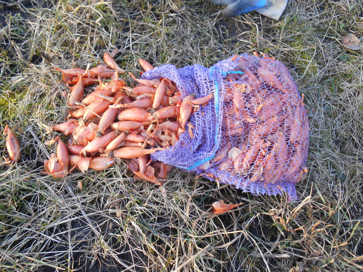 Семейный лук для посадки