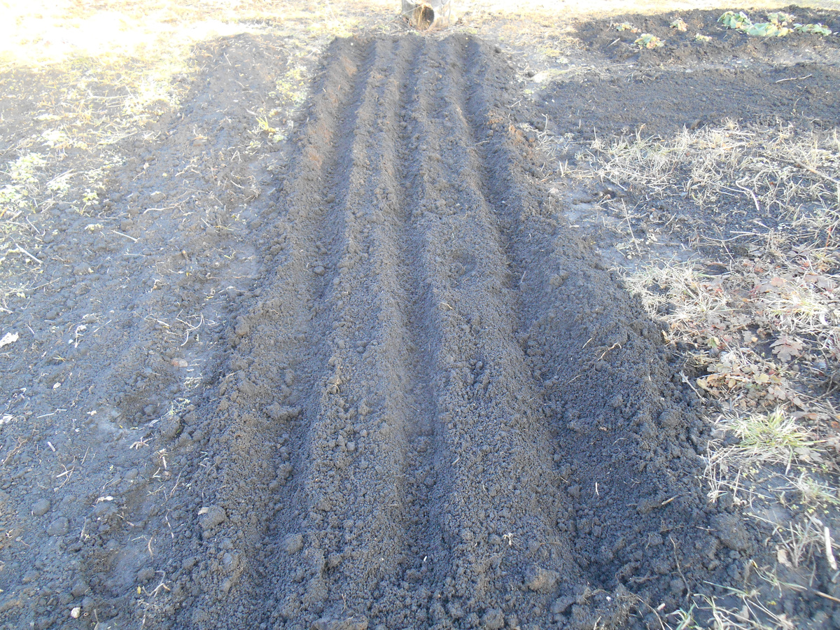 Грядка для посадки семейного лука