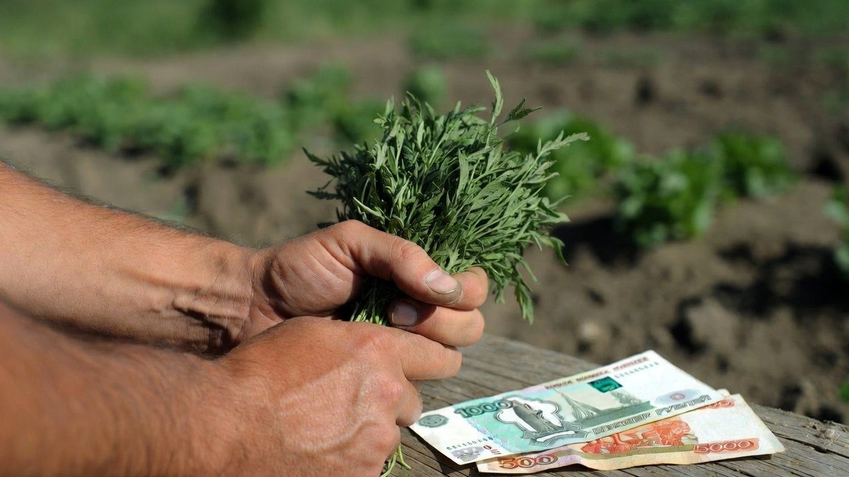 18 000 ₽ за сезон — это не миф, но и не миллионы. Реальный доход начинается с умения продать, а не просто вырастить.