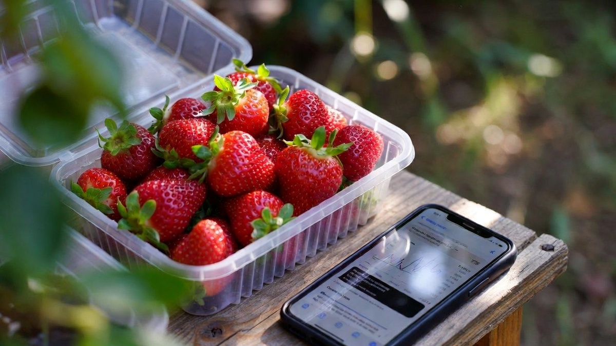 Цена на клубнику скачет от 150 до 800 ₽ за кг. Всё зависит от вашего региона и того, успели ли вы выйти на рынок раньше соседей.