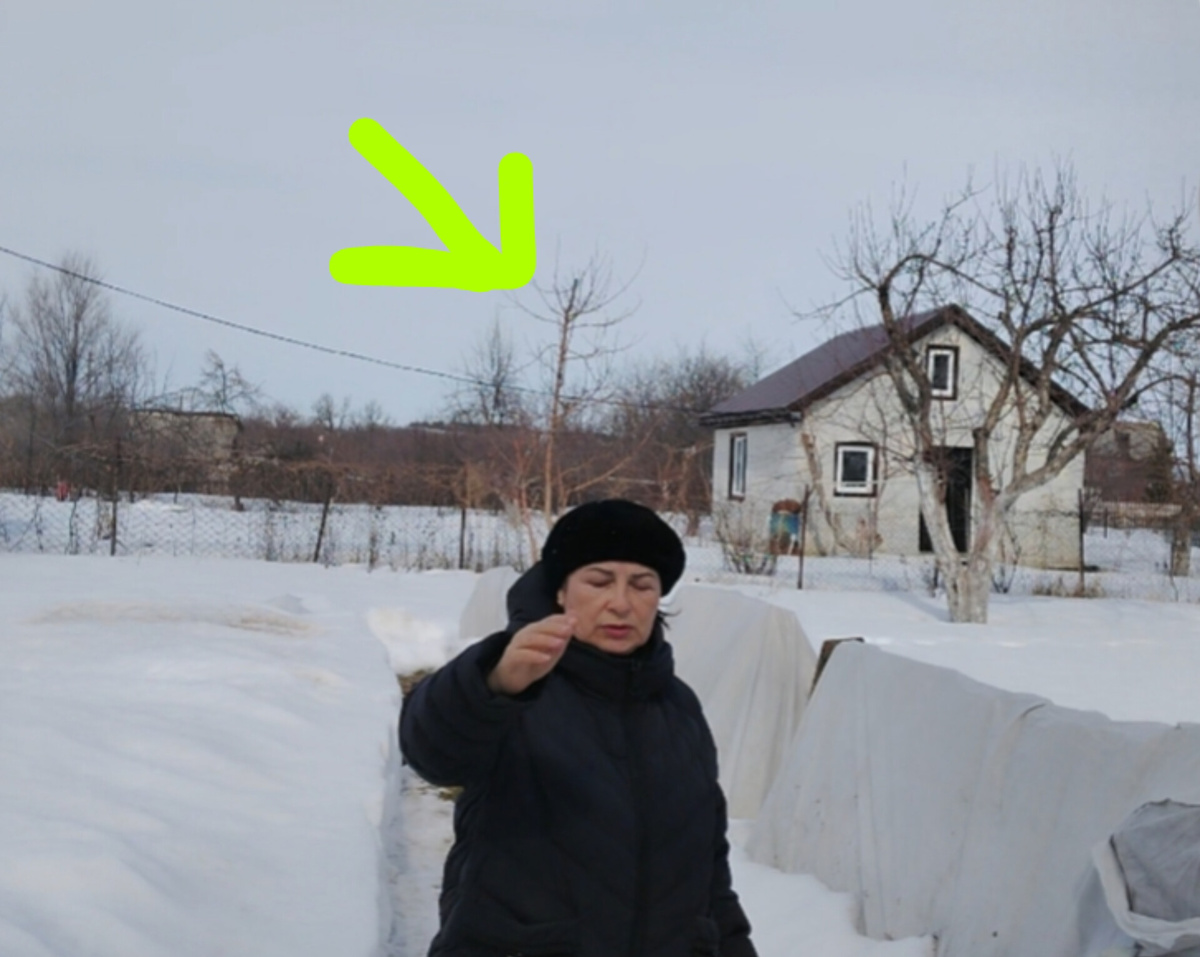 Былая старая, а стала молодая. Я про яблоню. Фото автора.