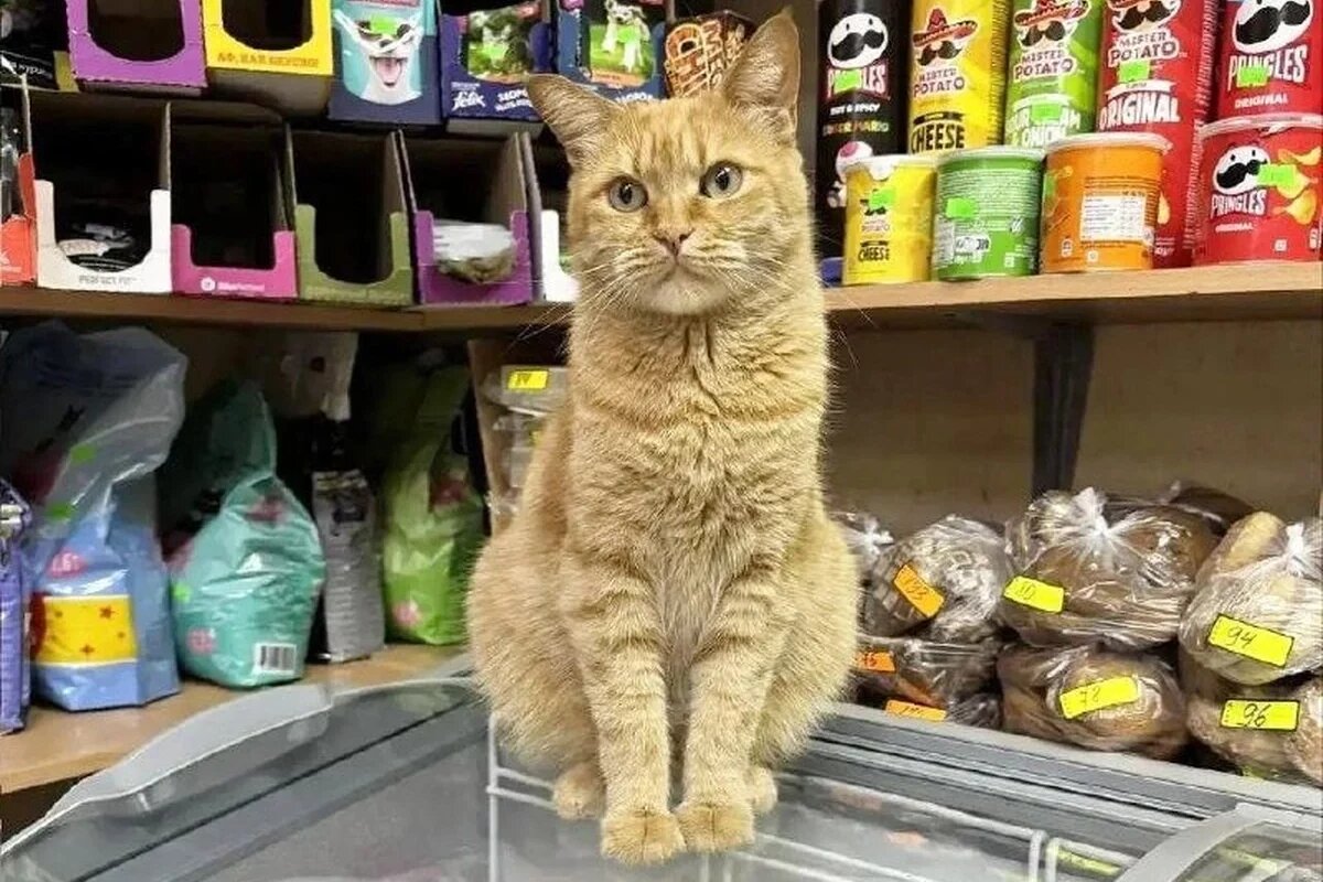    Фото t.me/vokryg_rossinskogo