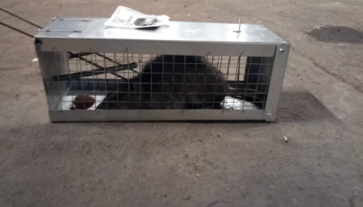 Крысоловка в зоне разгрузки 