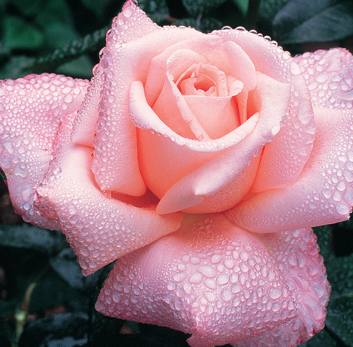 «Новая Зеландия». Фото Edmunds' Roses