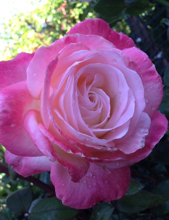 Фото bluebuster77