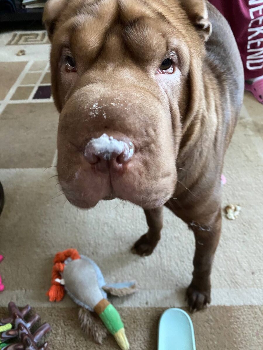 Алиска чувствует мою боль, это она маленькая ещё 