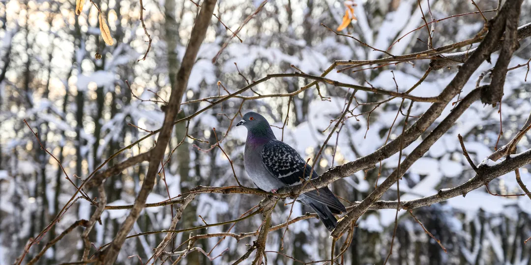 «Бабье тепло» и сезон дождей идут на Москву и область: какую погоду обещают синоптики в конце марта — начале апреля 2026