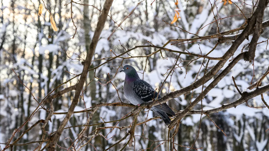Фото: медиасток.рф